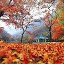 출발확정 [울산안내산악회] 11월5일(화) 내장산 신선봉 단풍산행 블랙야크100대명산 이미지