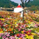 고창 국화축제 + 고인돌공원 이미지