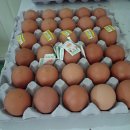 해오름양계 이미지