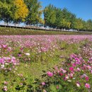 정취노모당 | 가을을 만끽할 수 있는 온양 곡교천 은행나무길 방문기 🍁