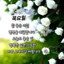 목요일 Daum카페