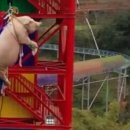 돼지한마리 이미지