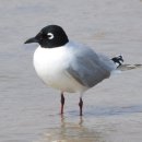 동갈매기 이미지