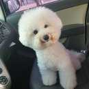 땅콩애견놀이터 이미지