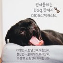 진도개 배송 이미지