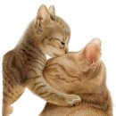 퍼스트독앤캣 이미지