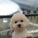 워너독 네이버블로그