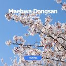 매화공원 | 인천 벚꽃 명소 아라뱃길 매화동산 꽃구경