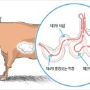 신선양대창