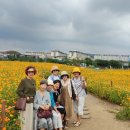 대정읍-7 이미지