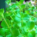 페페로미아 이미지