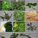 봄나물 10가지 각각의 효능 이미지