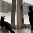 '눈 오는 날' 아름다운 창문 밖 풍경 감상에 푹 빠진 고양이들 힐링 영상 이미지