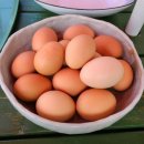 큰닭농장 이미지