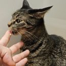 주식회사 베이펫 | 고양이 츄르 추천, 잘 먹는 간식 에르B스틱 (+ 권장량)