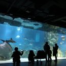 아쿠아리움 이미지