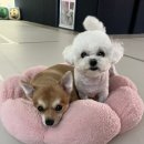 댕댕가르텐 강아지애견유치원호텔 이미지