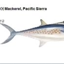 092 태평양 고등어 Mackerel, Pacific Sierra 이미지