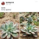 정안햇살다육