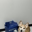 하나위 | 대형 애견패드 졸리젤리 오드패드 후기