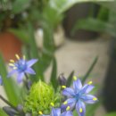 사파이어불루(서양호접란 베르비아나실라; sapphire blue)*꽃 이미지
