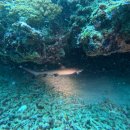 OK 스피드 | [발리] 길리 트라왕안 섬 체험 스쿠버다이빙 투어 아기상어 후기, 우기 ok