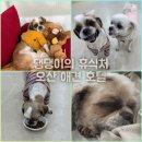 털로덮인친구들달서점 | 오산 애견유치원 털로덮인친구들 오산점 일주일 호텔이용 후기
