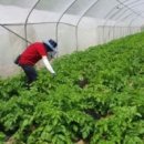 남원종자 이미지