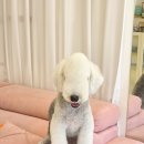 알로하펫 이미지