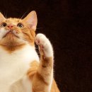 고양이 이미지