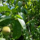 안말농장 이미지