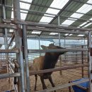 엘크사슴 이미지