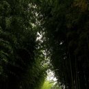 대나무숲길 이미지