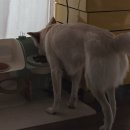 더펫 이미지