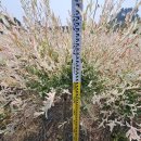 버들농원 이미지