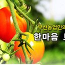 한마음토마토 이미지