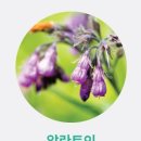 [웰빙헬스팜] 알란토인 성분에 대해 알아보아요