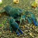 올리브크로우 이미지