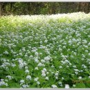 황금대박 이미지