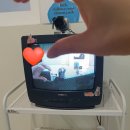 라이블리(Lively) 이미지