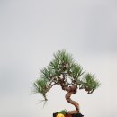 소나무 행정사 사무소 이미지