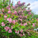 제주팜파스펜션 이미지