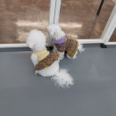 리츠펫 이시아폴리스점 이미지