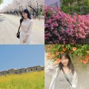 장미의거리13 | 서울 봄꽃 모음 | 윤중로 벚꽃, 사랑재 겹벚꽃, 연남동 장미, 서촌 능소화, 흥인지문공원 금계국