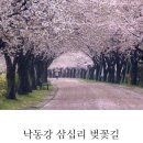 부산 (봄꽃) 여행 이미지