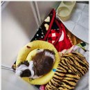 아이러브강아지 이미지