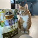 하이캣 | 아카나 하이프로틴 그래스랜드 캣 급여 후기