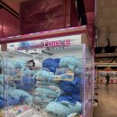 상어가족 인형뽑기 이미지