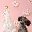 소르베 펫살롱 이미지