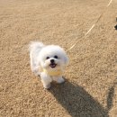 출근길 강아지 유치원 | 광양시 광양읍 "오늘도 신나개" 애견유치원 애견호텔 솔직 리얼후기(순천근교)